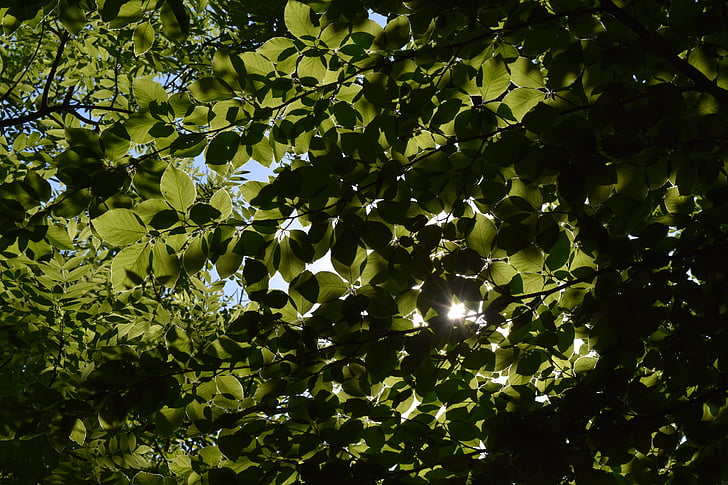 Природа, Деревина, листя, для покриття тонкими