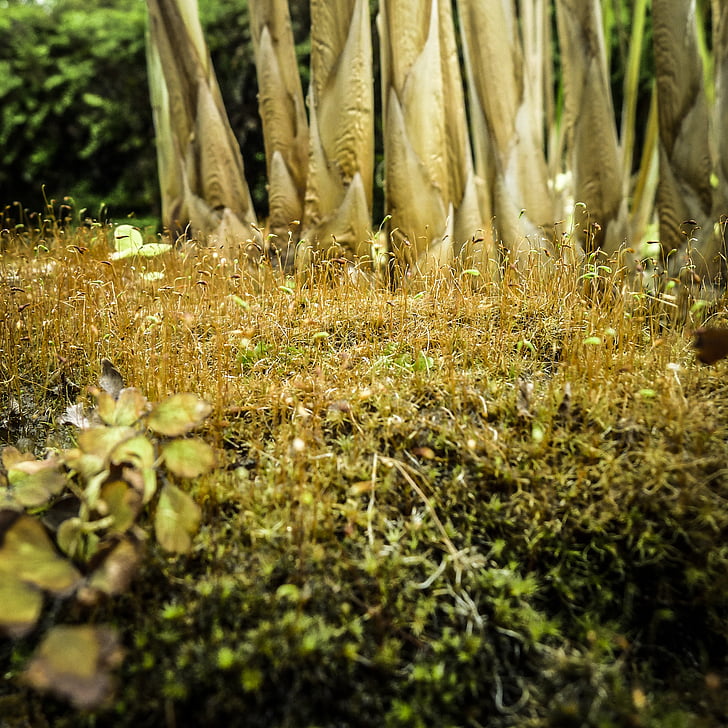 grass, spring, nature, moss, outdoors, plant