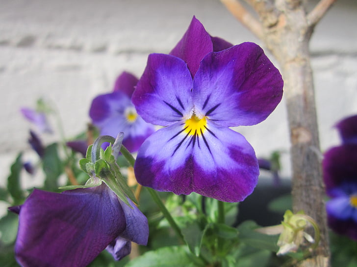 Pansija, Violeta, purpurkrāsas ziediem, ziedi, Pavasaris, vasaras, dārza