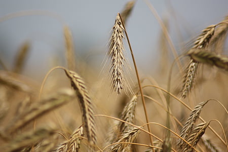 Rye, gandum, sereal, tanaman, pertanian, Denmark, Mark
