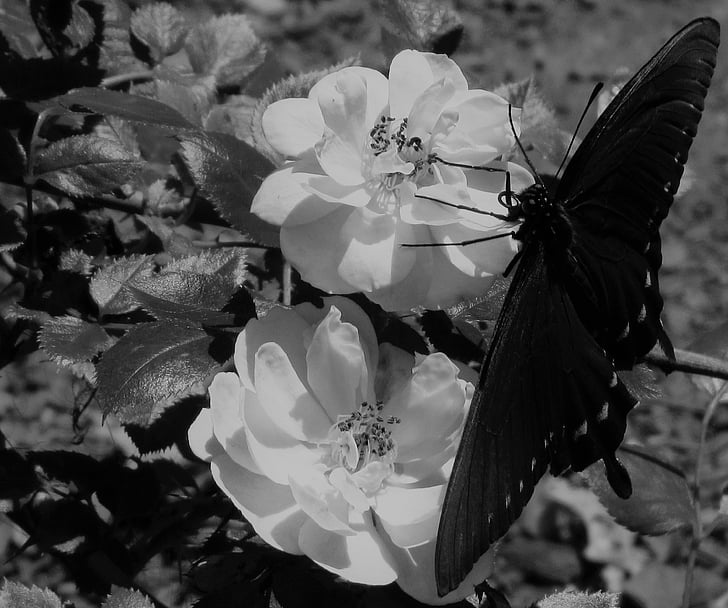 hitam dan putih, hitam, kupu-kupu, mawar, bunga
