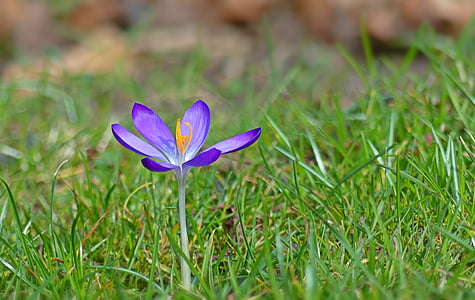 Crocus, flores, Primavera, flor de primavera, prenúncio da Primavera, frühlingsanfang, natureza