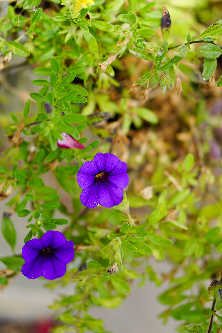 purple flower, flower, leaves, blossom, bloom, nature, flower purple