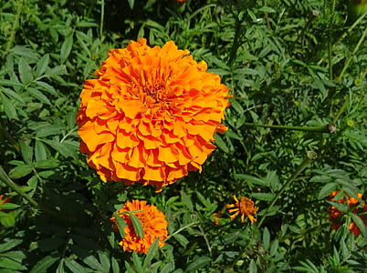 花, 万寿菊, 橙色, 字段, 植物, 绽放, 植物区系