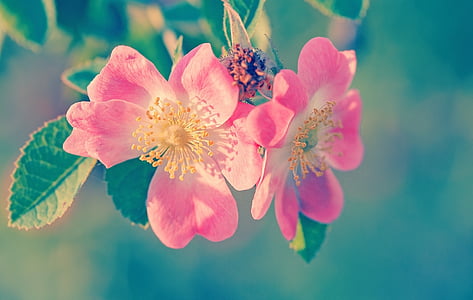 vihreä, kukka, kasvi, Sulje, vaaleanpunainen, Blossom, Bloom