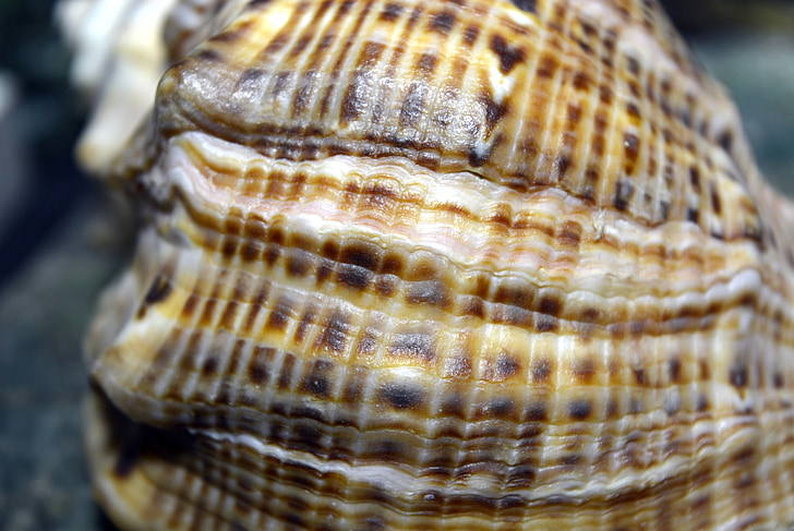 shell, sea, sand, marine, nature, closeup