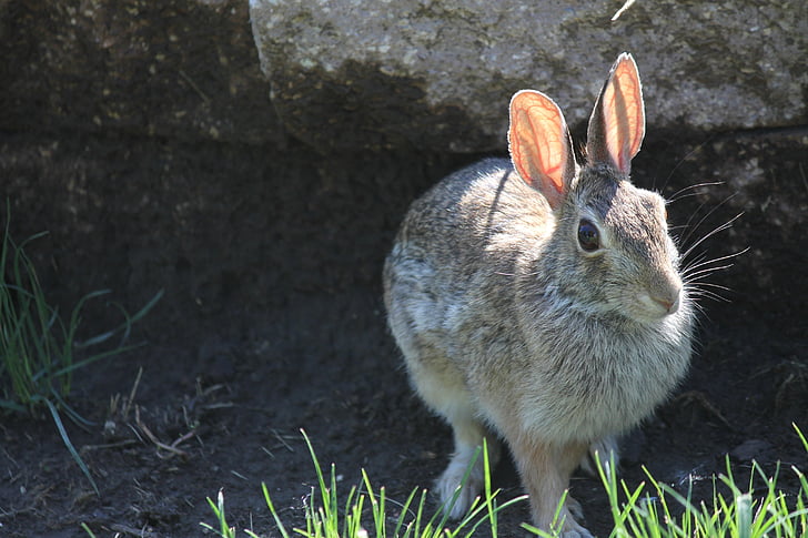 кролик, заєць, заєць, тварини, Великдень, Ссавці, вуха