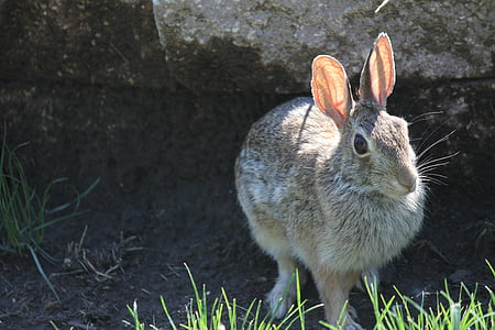 rabbit, bunny, hare, animal, easter, mammal, ears