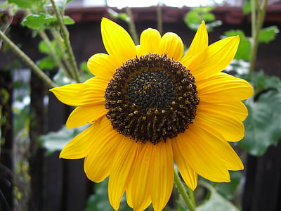 flor del sol, flor, flor, floración, amarillo, planta