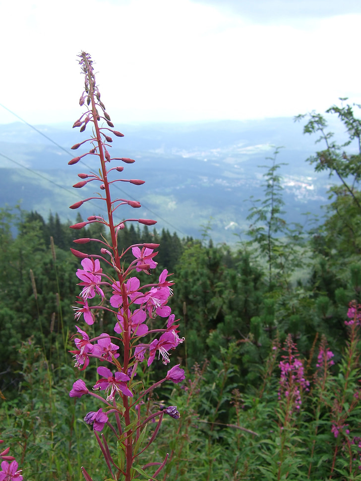Epilobium, Bavorský les, závod, fialová, fialová, květ, Bloom