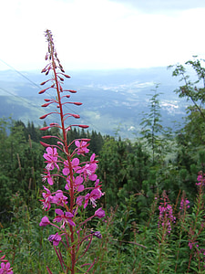 epilobium, bavarian forest, plant, purple, violet, blossom, bloom