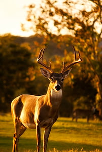 鹿, クワガタ, 野生動物, 動物, 美しい, 風景, 秋