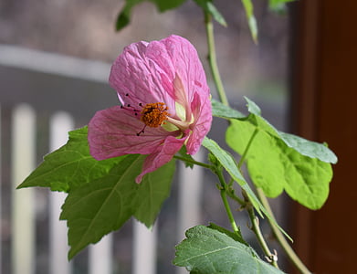 floració auró, planta de contenidor, jardí, coberta, Rosa, flor, flor