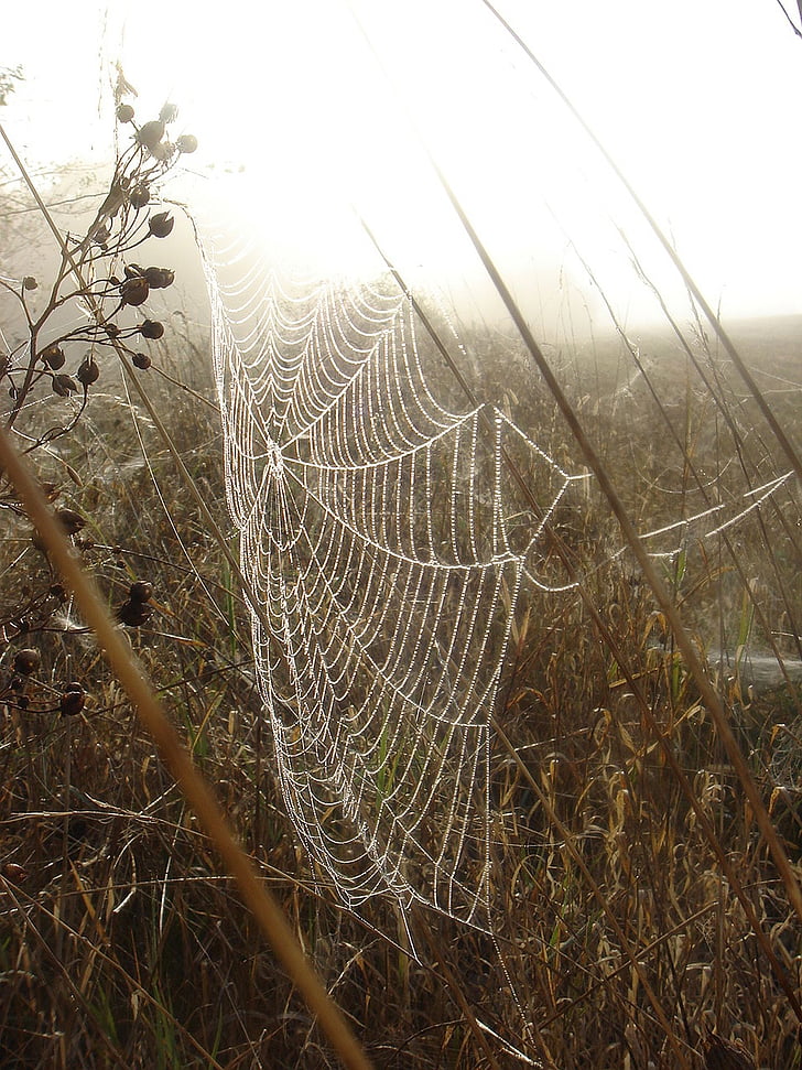 efterår, Web, gren, morgen