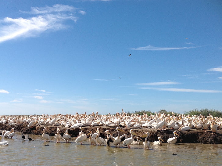 pelikanov, narave, prosto živeče živali, ki plujejo pod, velika ptica, vode, ptica