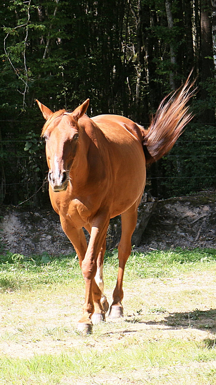 кон, тръс, кон вървящ в тръс, животни, Конна езда, предварително, коне