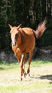 кон, тръс, кон вървящ в тръс, животни, Конна езда, предварително, коне