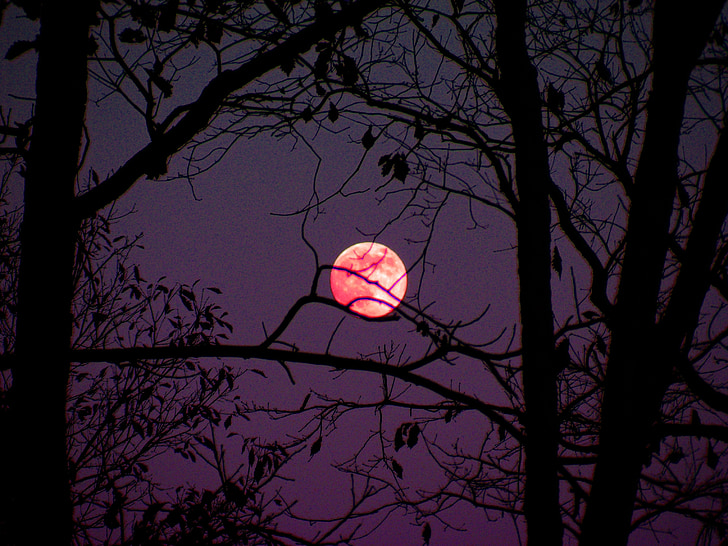 månen, månen skinner, trær, himmelen, mørk, mystiske, lys