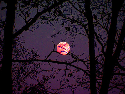 mėnulis, mėnulis spindi, medžiai, dangus, tamsus, mistinis, šviesos