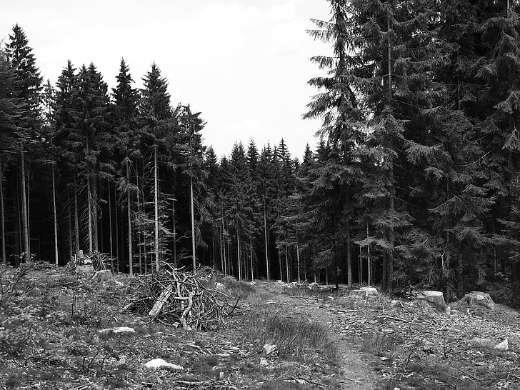 Forest, lesná cesta, stromy, Bohemia, kmeň, peň, južné Čechy