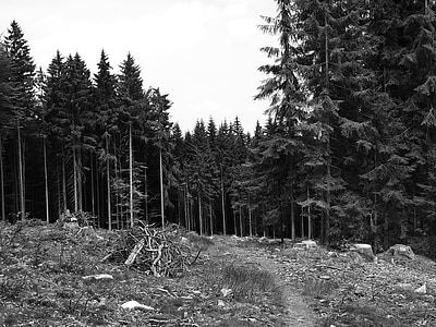 erdő, erdei út, fák, Csehország, törzs, Stump, Dél-Csehország
