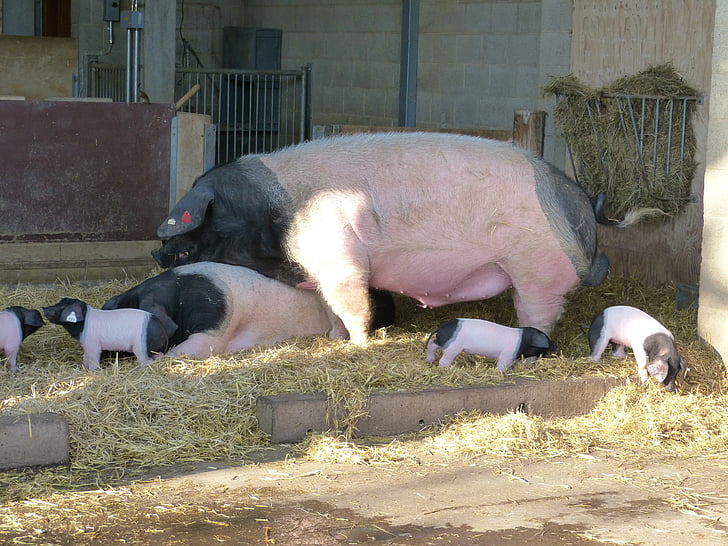 pigs, boar, sow, piglet, animal, mammal, farm