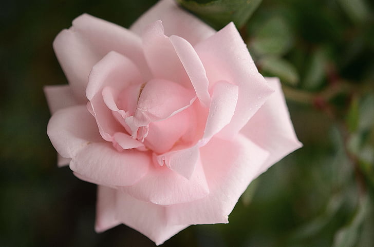 Rosa, Rosa, blanc, fulla, natura, jardí, macro