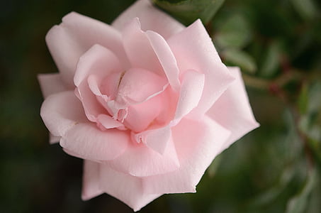 Rose, Rose, blanc, feuille, nature, jardin, macro
