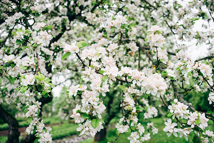 Branco, cluster de, flores, dia, Verão, árvores, árvore de maçã