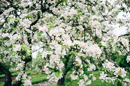 бяло, клъстер, цветя, през деня, лято, дървета, ябълковото дърво