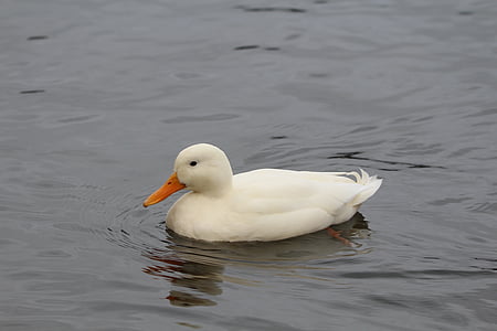 duck, anas platyrhynchos, white, bird, nature, animal