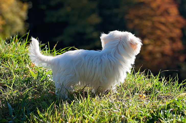 pas, štene, bijeli, vanjska strana, livada, trava, priroda