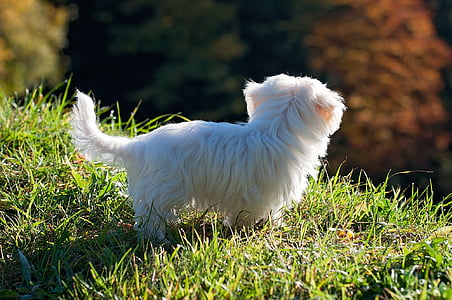 куче, кученце, бяло, вън, ливада, трева, природата