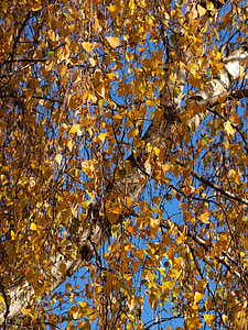 Blätter im Herbst, Farben des Herbstes, Bäume, herbstliche Landschaft, Wald, fallen, Natur