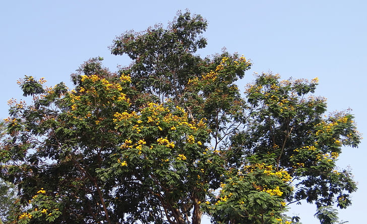 Peltophorum pterocarpum, appelé, arbre, fleurs, flamboyant d’or, flamboyant jaune, arbre de flamme jaune