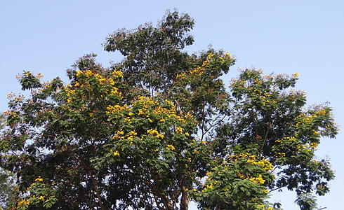peltophorum pterocarpum, copperpod, drvo, cvijeće, Zlatni flamboyant, žuta kitnjast, Žuti plamen drvo