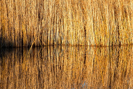reed, pond, yellow, winter, autumn, water, nature