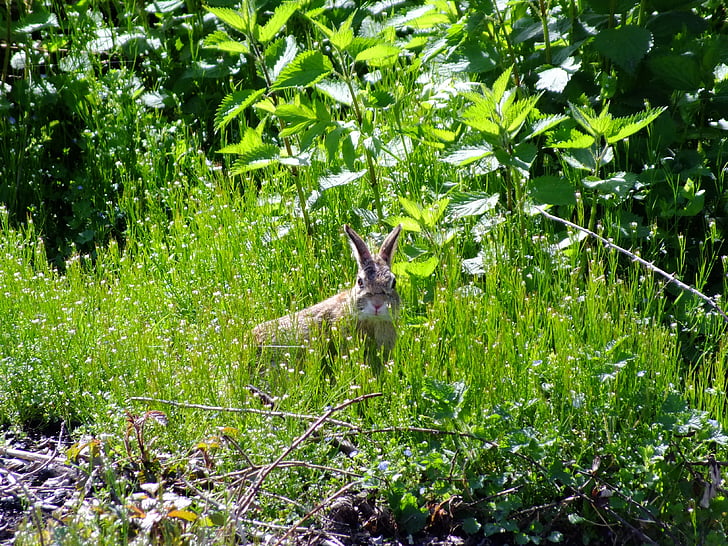 hare, easter bunny, wild rabbit, grass
