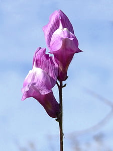 gėlė, Snapdragon, zuikiai, antirrhinum majus