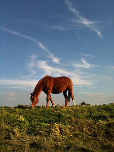 horse, field, sky, animal, nature, stallion, farm