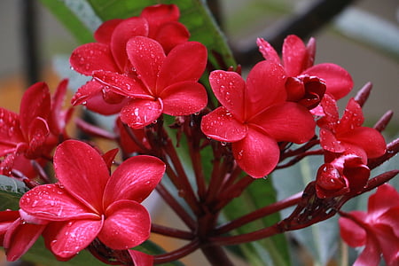kvet, Flora, červená, kvet, sústrediť na popredí, Petal, detail