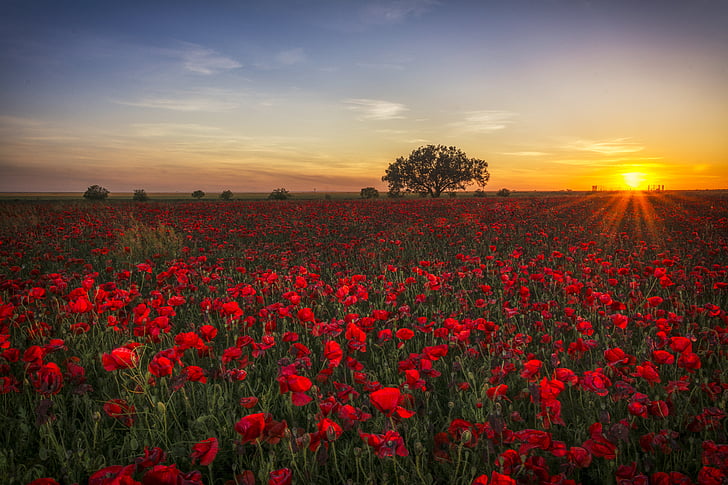 poppies, sunset, red, clouds, red sun, twilight, horizon