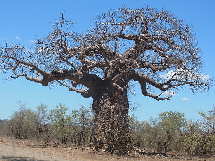 baobab, tree, africa, nature, branch, dry