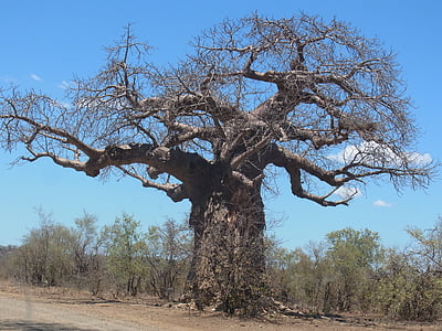 Baobá, árvore, África, natureza, filial, seca