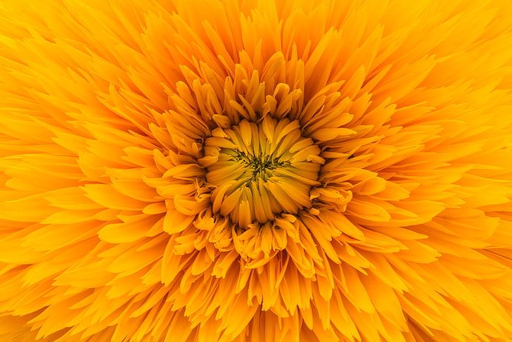 žltá, Slnečnica, ilustrácie, Orange, kvet, Petal, kvet
