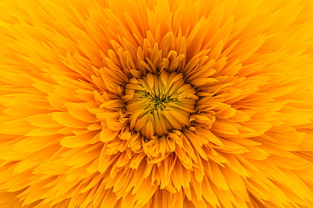 jaune, tournesol, illustration, orange, fleur, pétale, Bloom