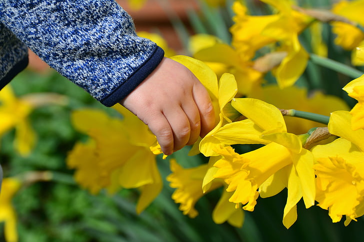 daffodils, osterglocken, hand, child's hand, child, easter, easter greeting