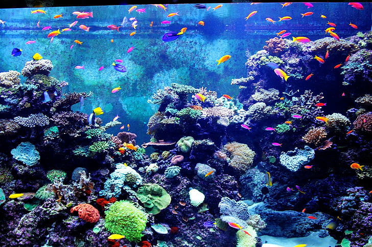 aquarium coloré, poisson, poissons, petit poisson, poissons colorés, Aquarium, eau