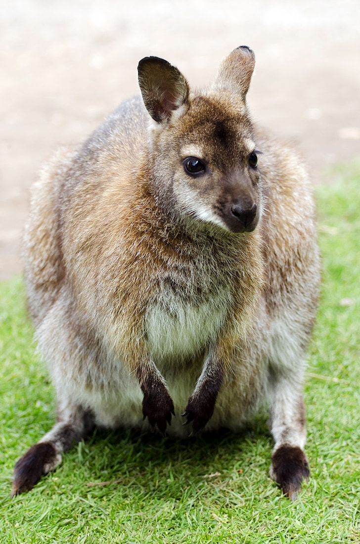 Ausztrália, Park, kenguru, Ausztrál, natív, nemzeti, az emlősök