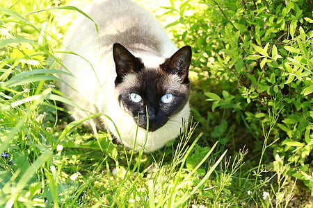 gato, olhos azuis, azul, olhos, felino, Olha, siamês